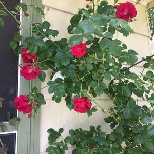 Meet your Posher, Brenna